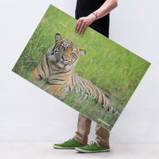 poster tigre