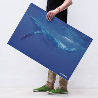 poster megattera greenpeace